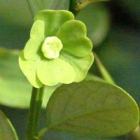 Breynia rigida (Thwaites) Chakrab. & N.P.Balakr.
